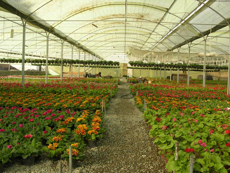 گل های تزئینی