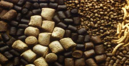 خوراك اماده دام