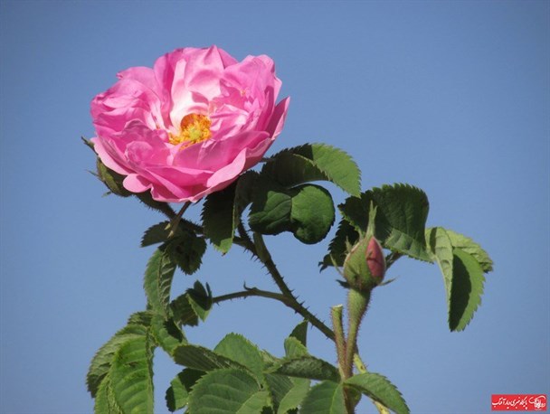 📷برداشت گل محمدی در خمین+تصاویر